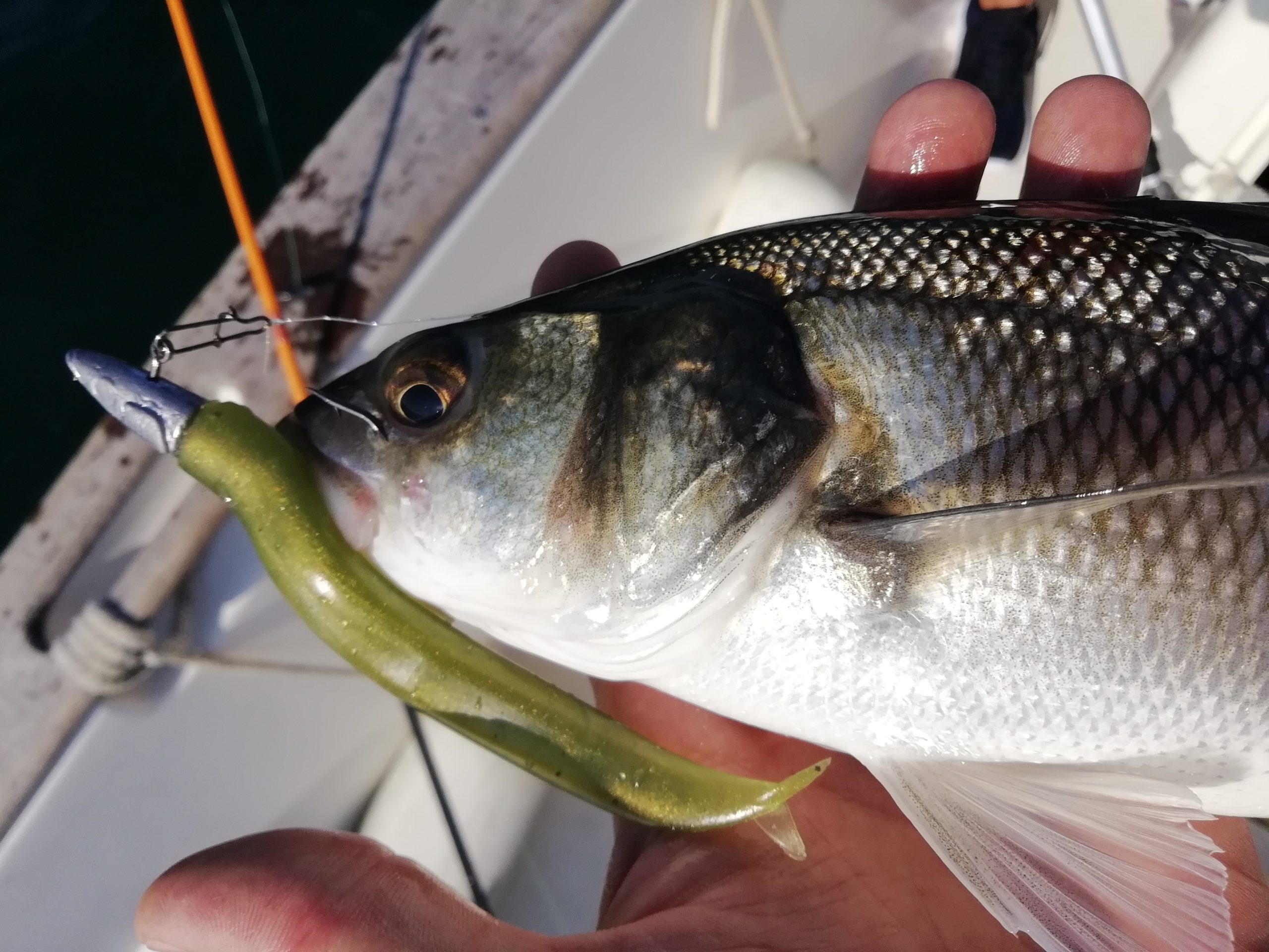 Pêche Tonton Mon Pêche Tonton