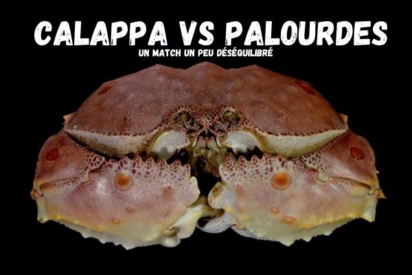 Calappa Vs Palourdes