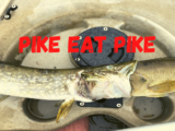 pike