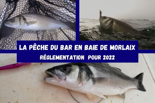 La pêche du bar en 2022 en Baie de Morlaix