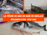 La pêche du bar en 2023 en Baie de Morlaix