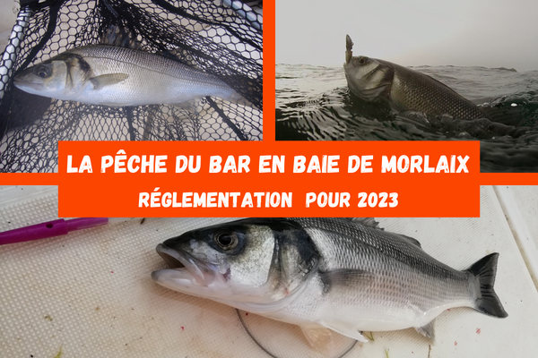 La pêche du bar en 2023 en Baie de Morlaix