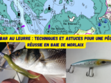 Le bar au leurre : techniques et astuces pour une pêche réussie en Baie de Morlaix