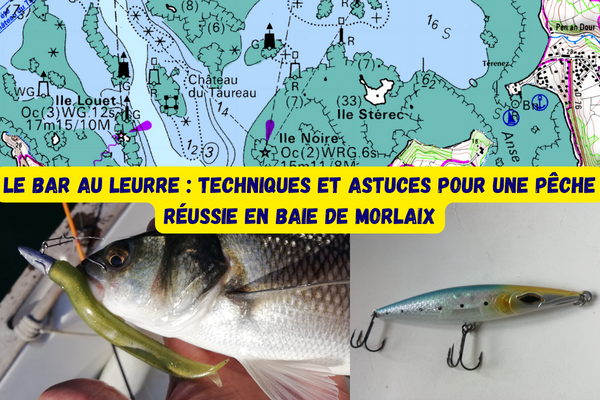 Le bar au leurre : techniques et astuces pour une pêche réussie en Baie de Morlaix