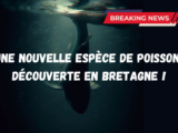 Une nouvelle espèce de poisson découverte en Bretagne !