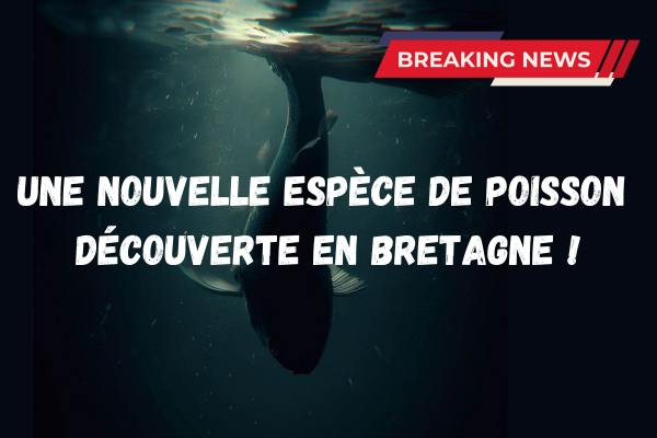 Une nouvelle espèce de poisson découverte en Bretagne !